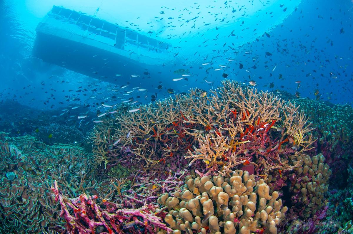 Wakatobi Reef
