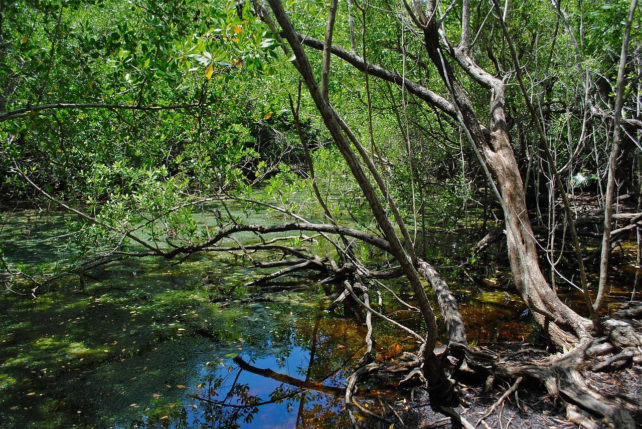 Mangrove kayaking