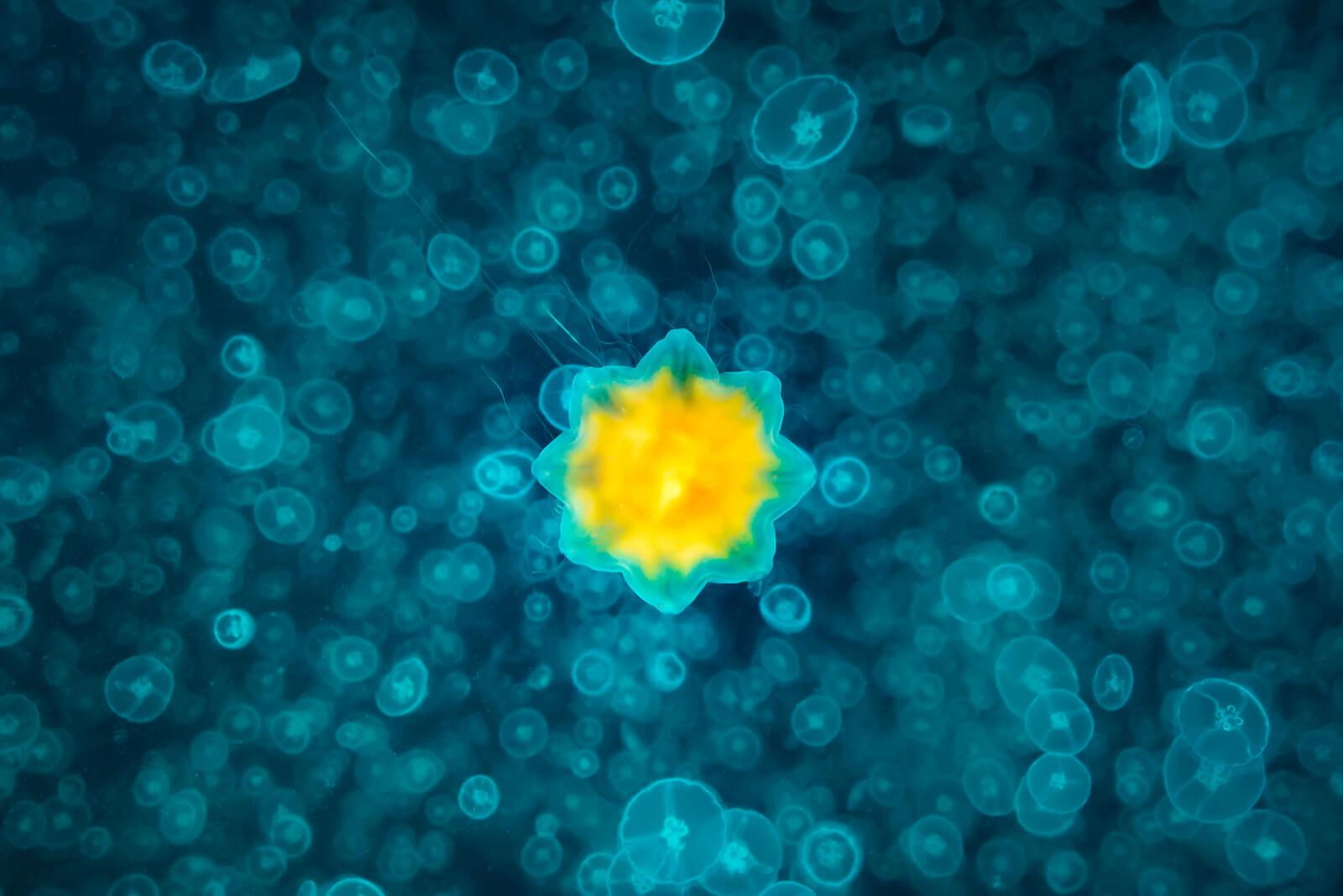 Ron Watkins Underwater Macro Photography, Jellyfish in Alaska