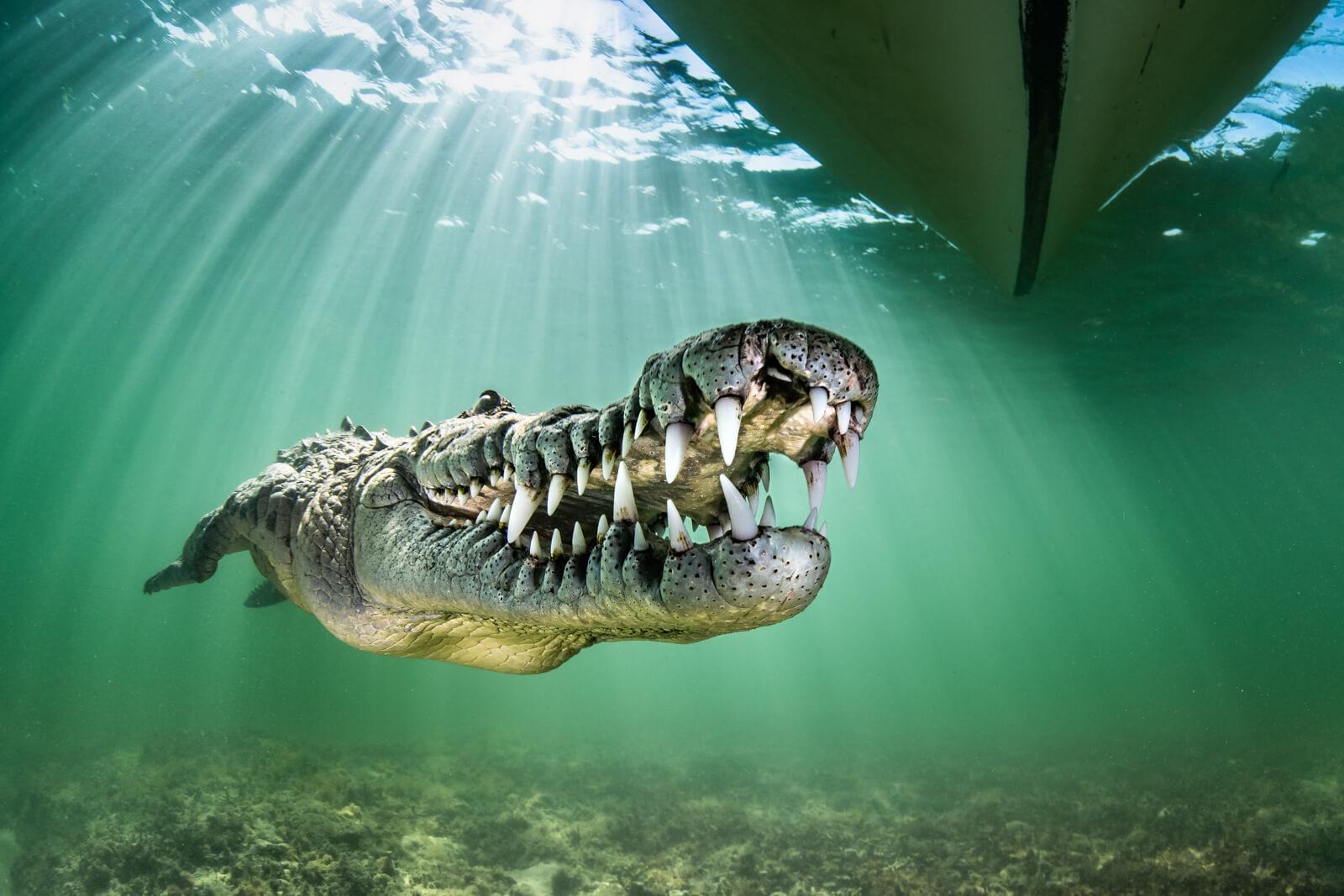 Ron Watkins underwater photography, crocodile, Cuba