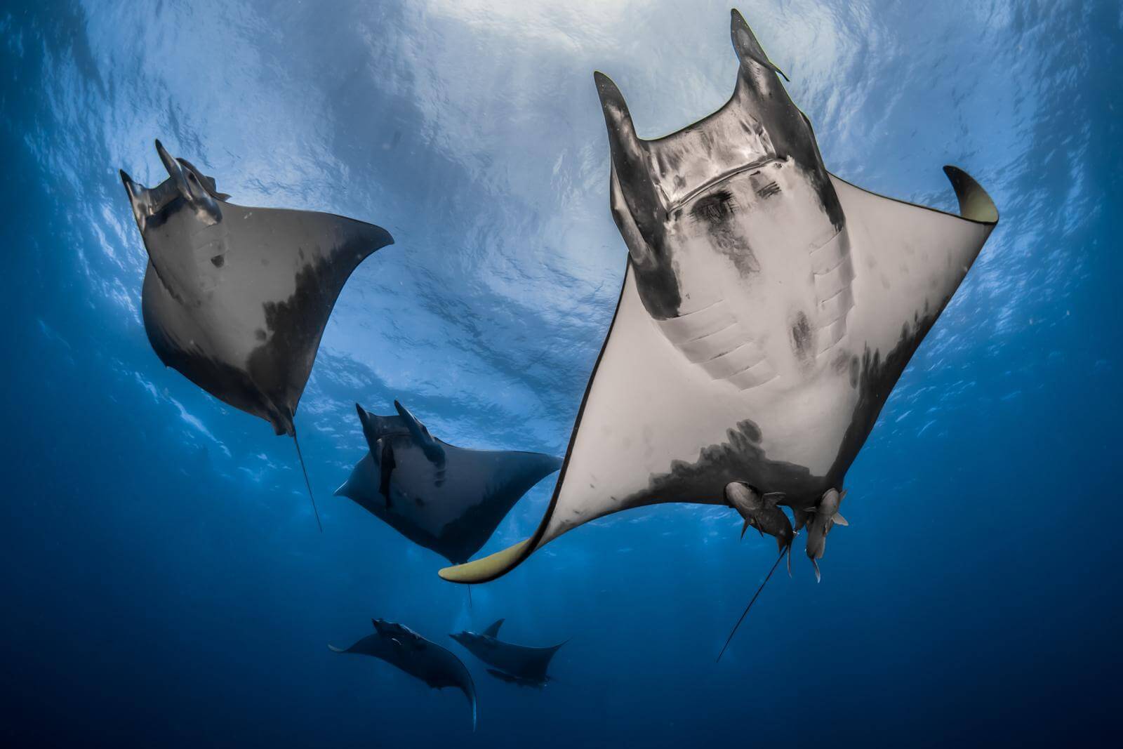 Photographer Q&A: Rafael Fernández Caballero 7 Manta ray by by Rafael Fernández Caballero