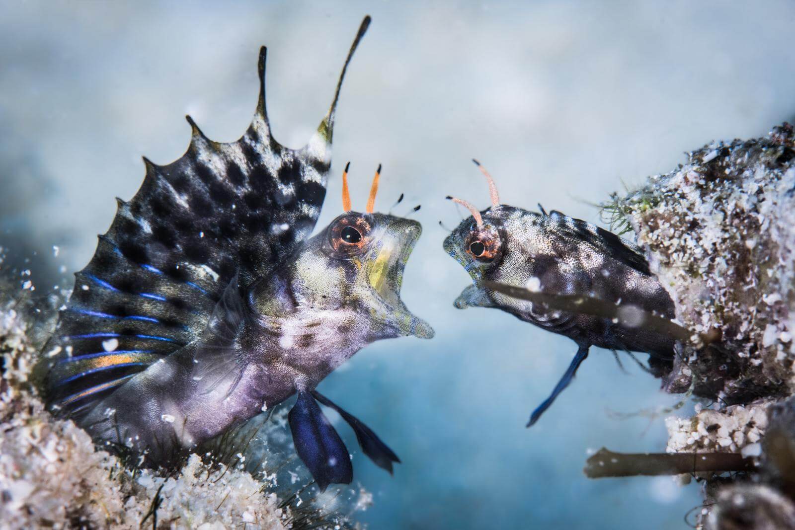 Photographer Q&A: Rafael Fernández Caballero 2 Sail fin blenny picture by Rafael Fernández Caballero