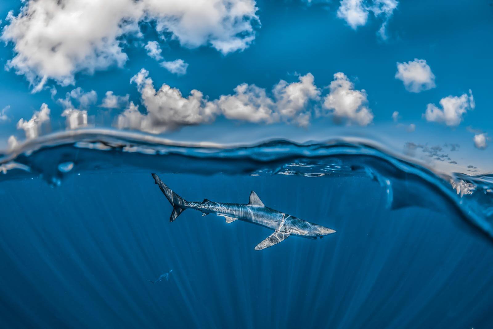 Thresher shark by Rafael Fernández Caballero Blue Shark by Rafael Fernández Caballero