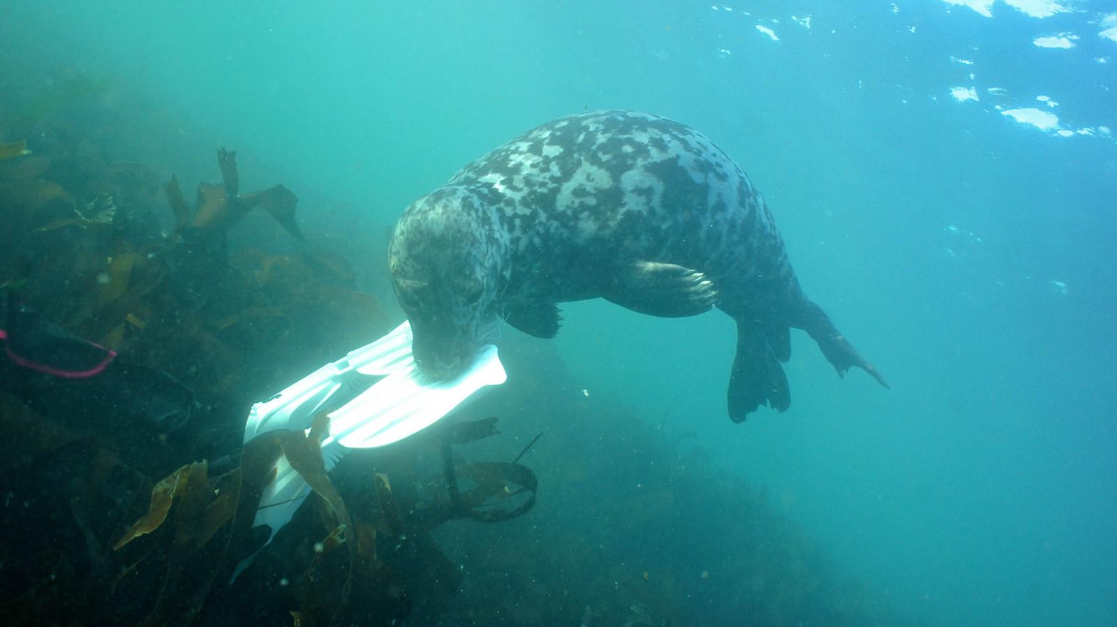 Farne Islands Dive Images (1)