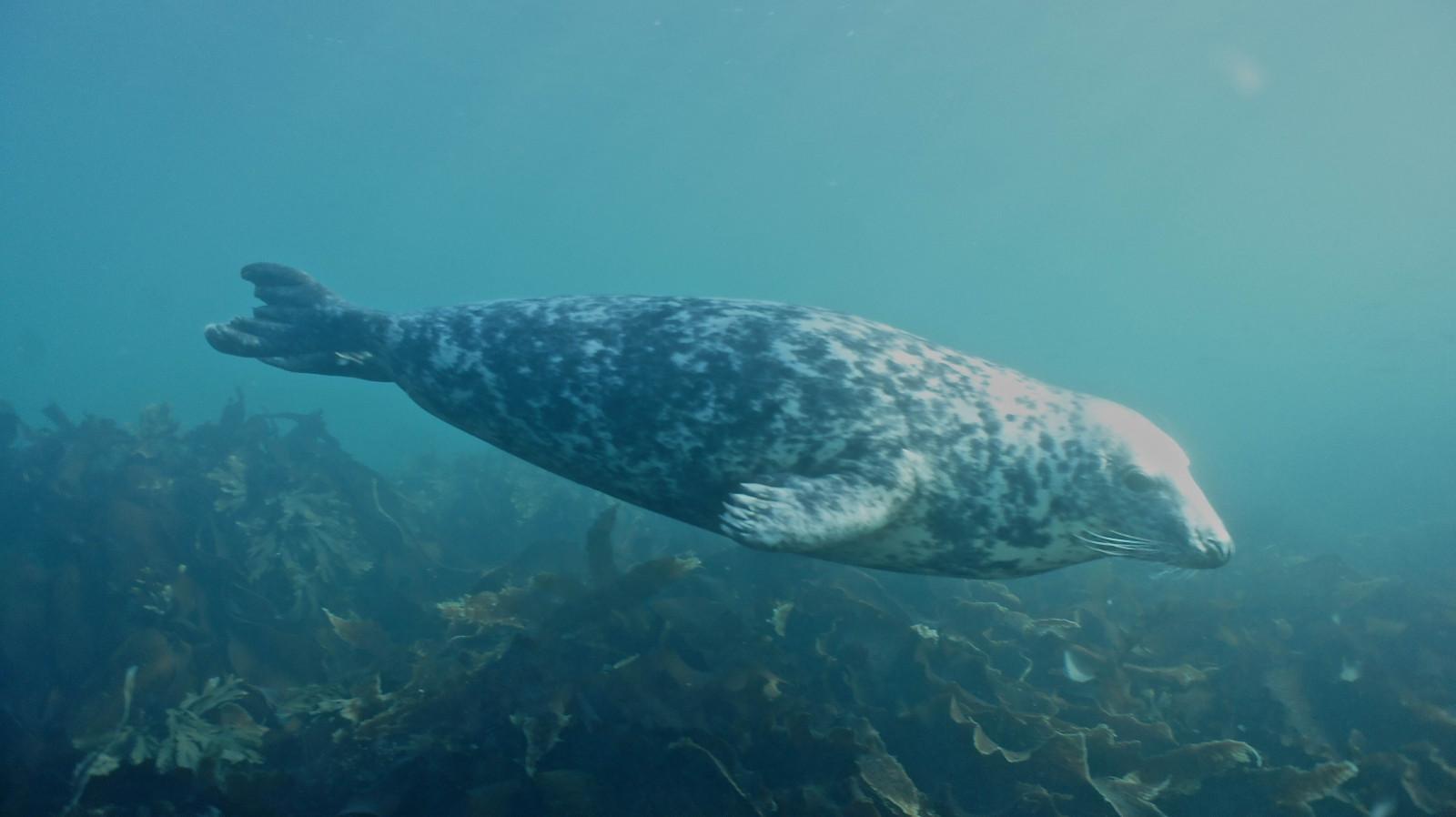 Farne Islands Dive Images (4)