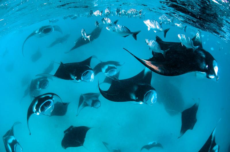 Top 5 best places to dive with manta rays in Asia