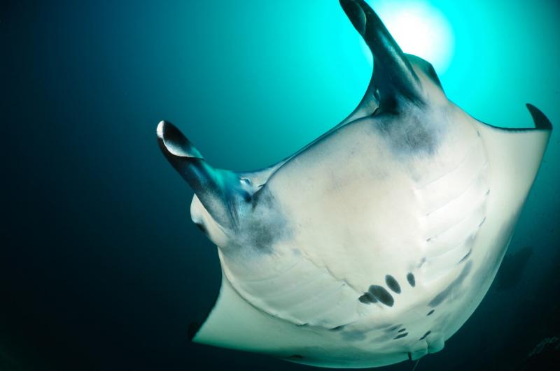 Top 5 best places to dive with manta rays in Asia