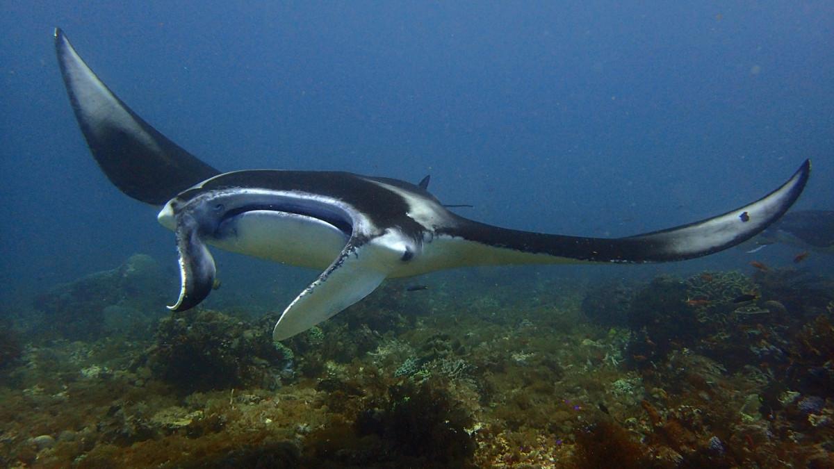 One of the Best Dive Destinations in the world Komodo National Park Manta Point