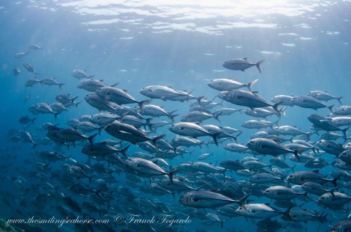 Diving on the wrong side of the Indian Ocean Dipole