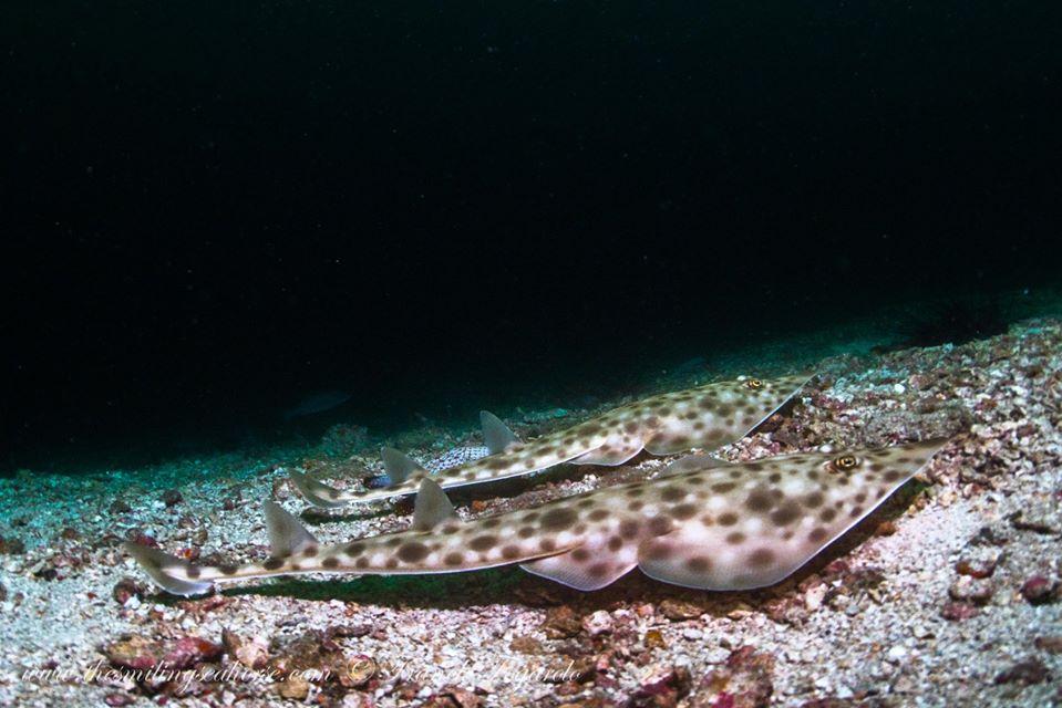 Diving on the wrong side of the Indian Ocean Dipole