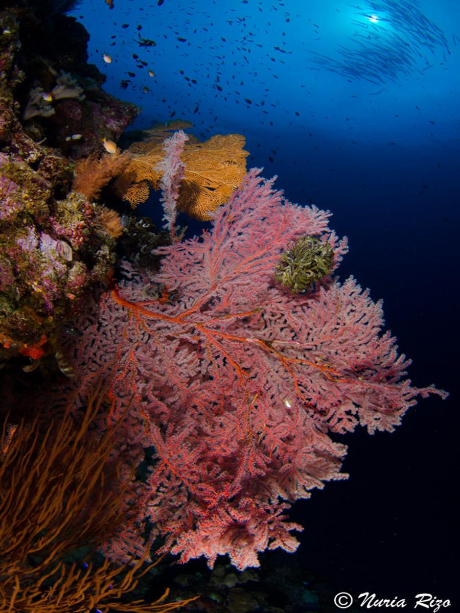 Papua New Guinea - The 5 Must-Visit Dive Resorts