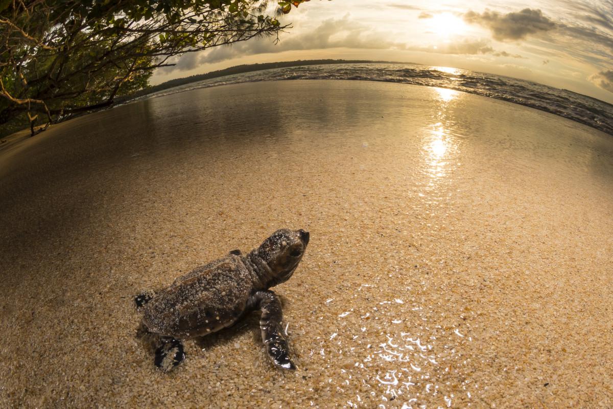Papua New Guinea - The 5 Must-Visit Dive Resorts