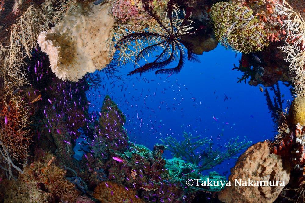 Papua New Guinea - The 5 Must-Visit Dive Resorts