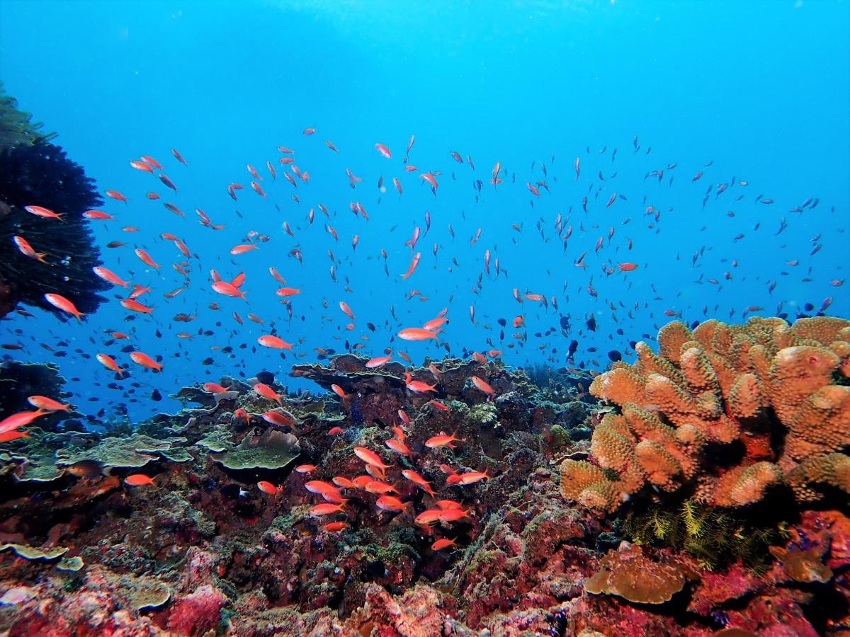 Papua New Guinea - The 5 Must-Visit Dive Resorts