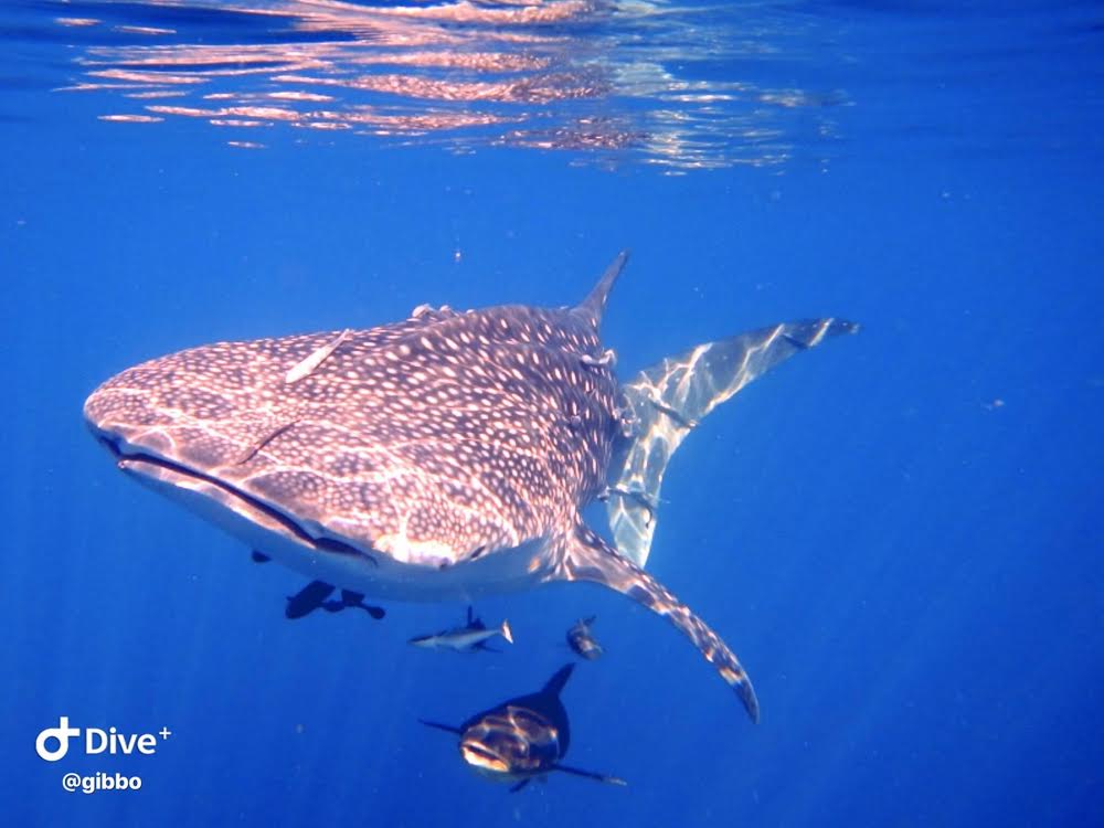 Top 5 Dive Sites of Koh Tao