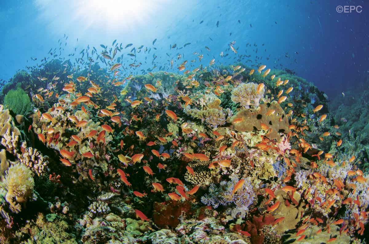 The Philippines 8 Best Dive Destinations 2 The Philippines 8 Best Dive Destinations