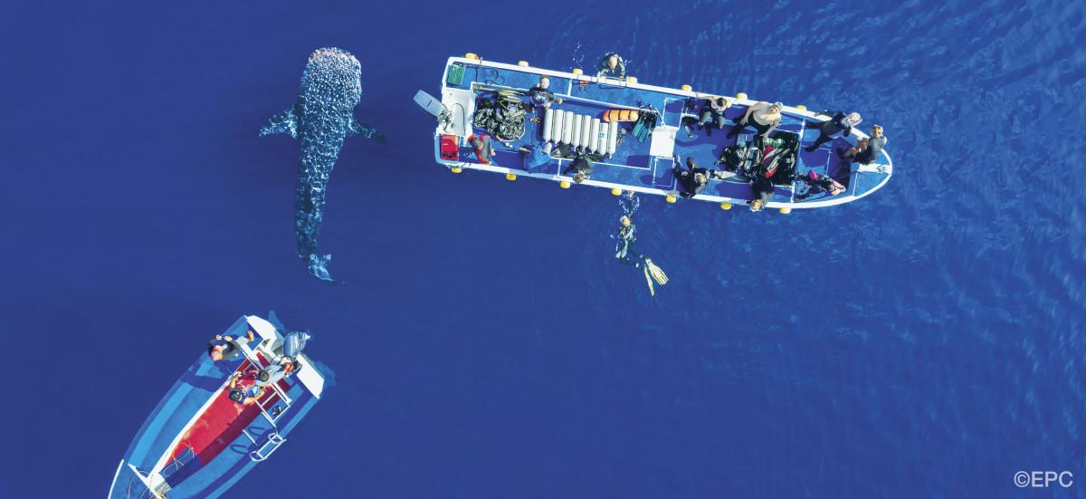 The Philippines 8 Best Dive Destinations 1 The Philippines 8 Best Dive Destinations