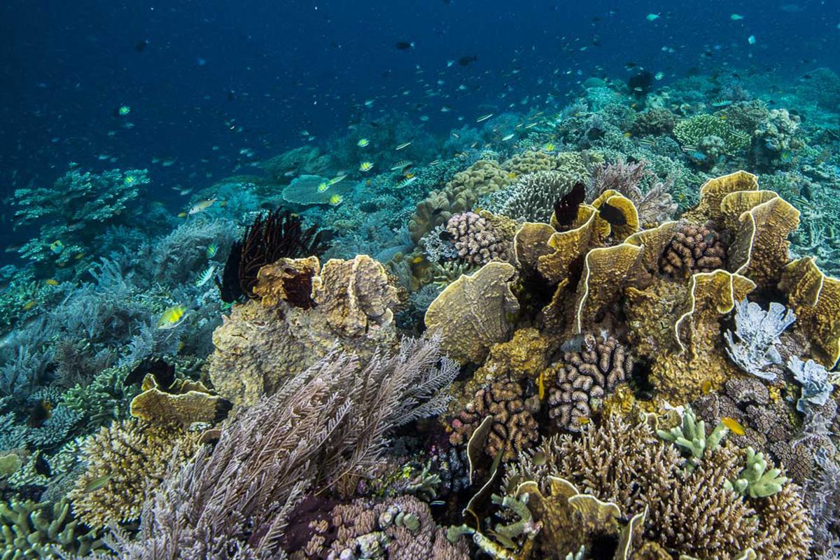 5 Coral Reef Facts
