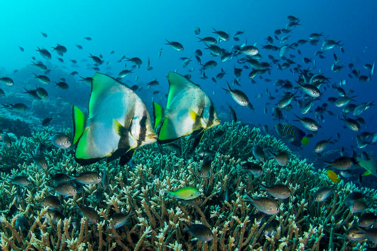 5 Coral Reef Facts