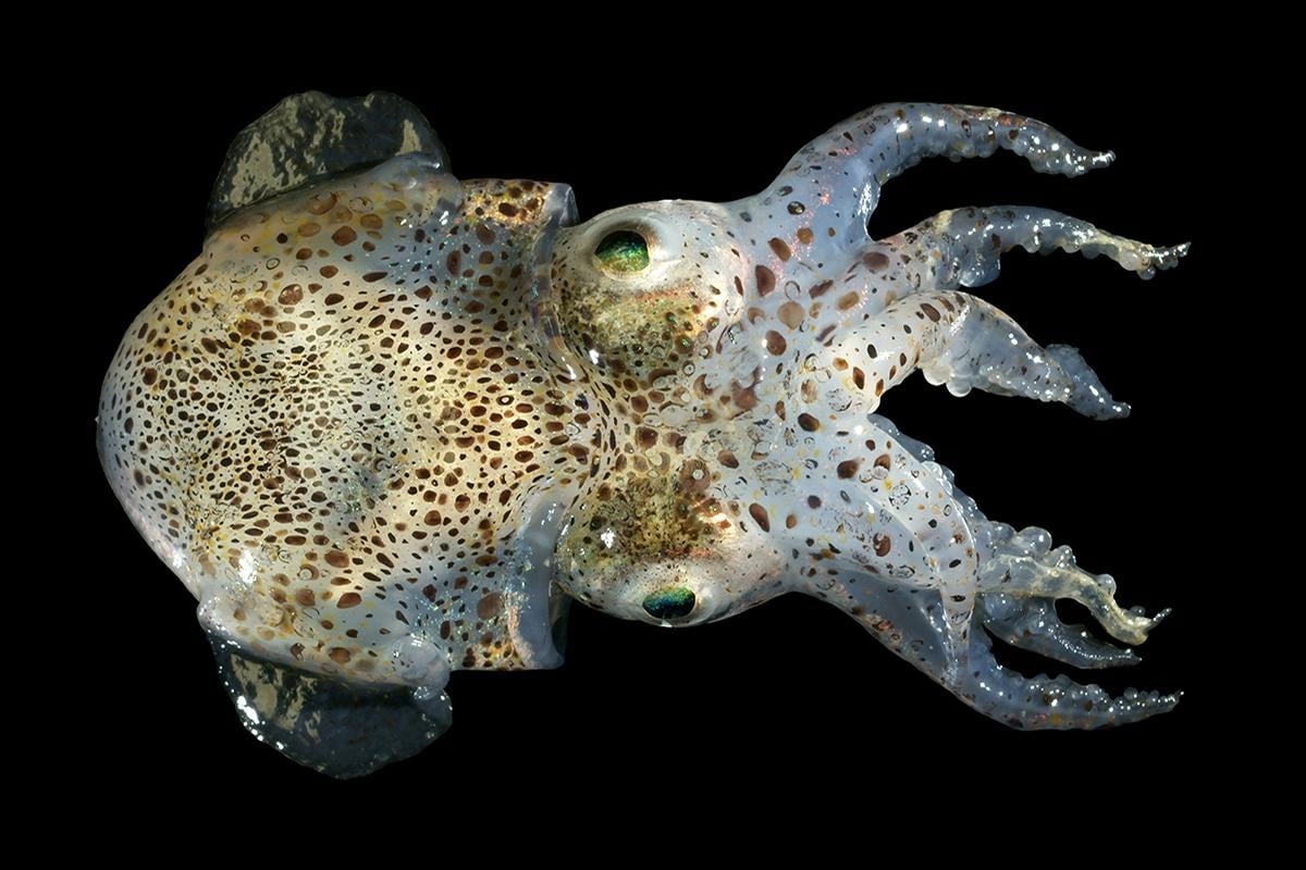 Bobtail squid