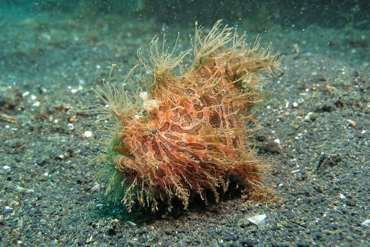 Hairy frogfish