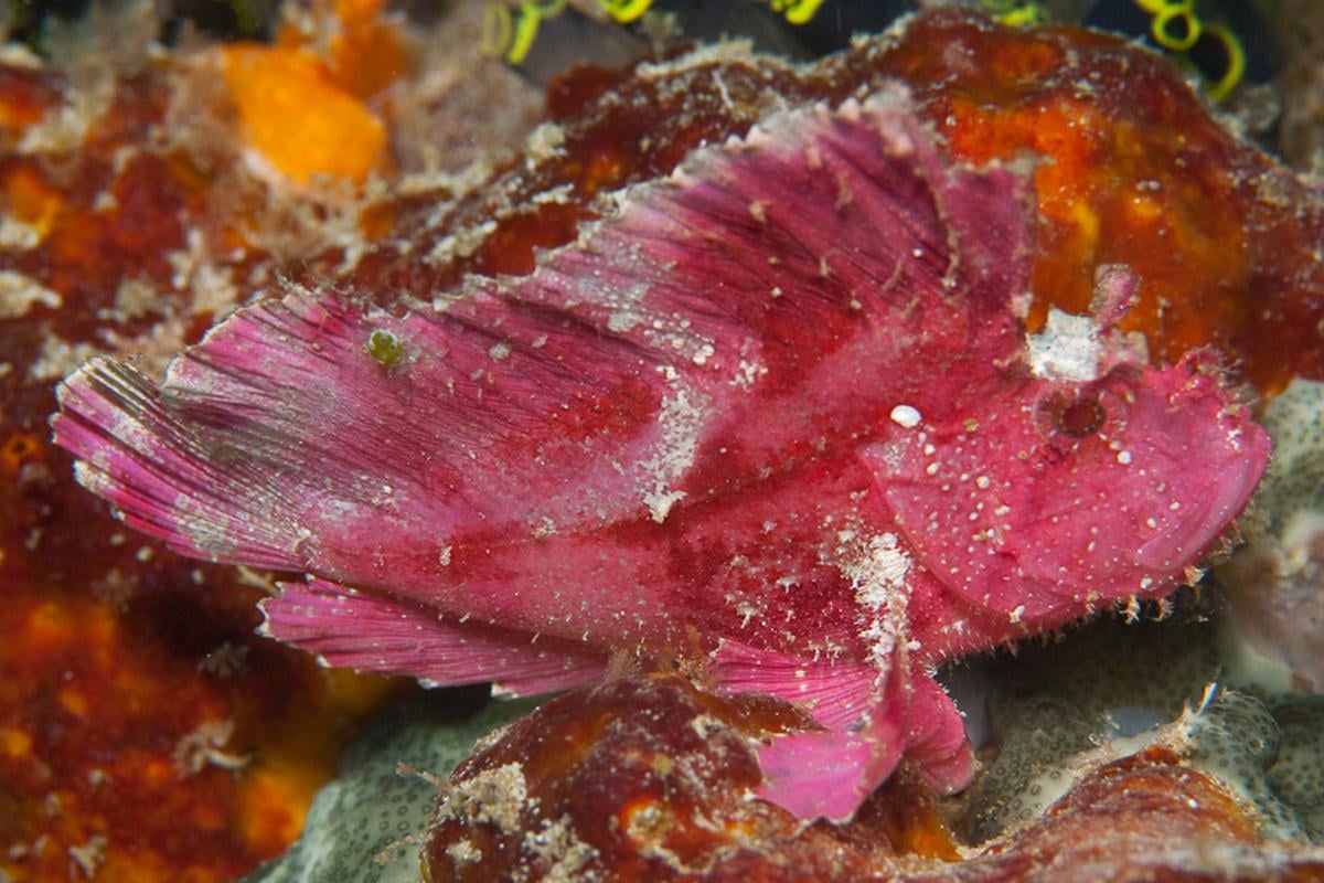 Leaf Scorpionfish