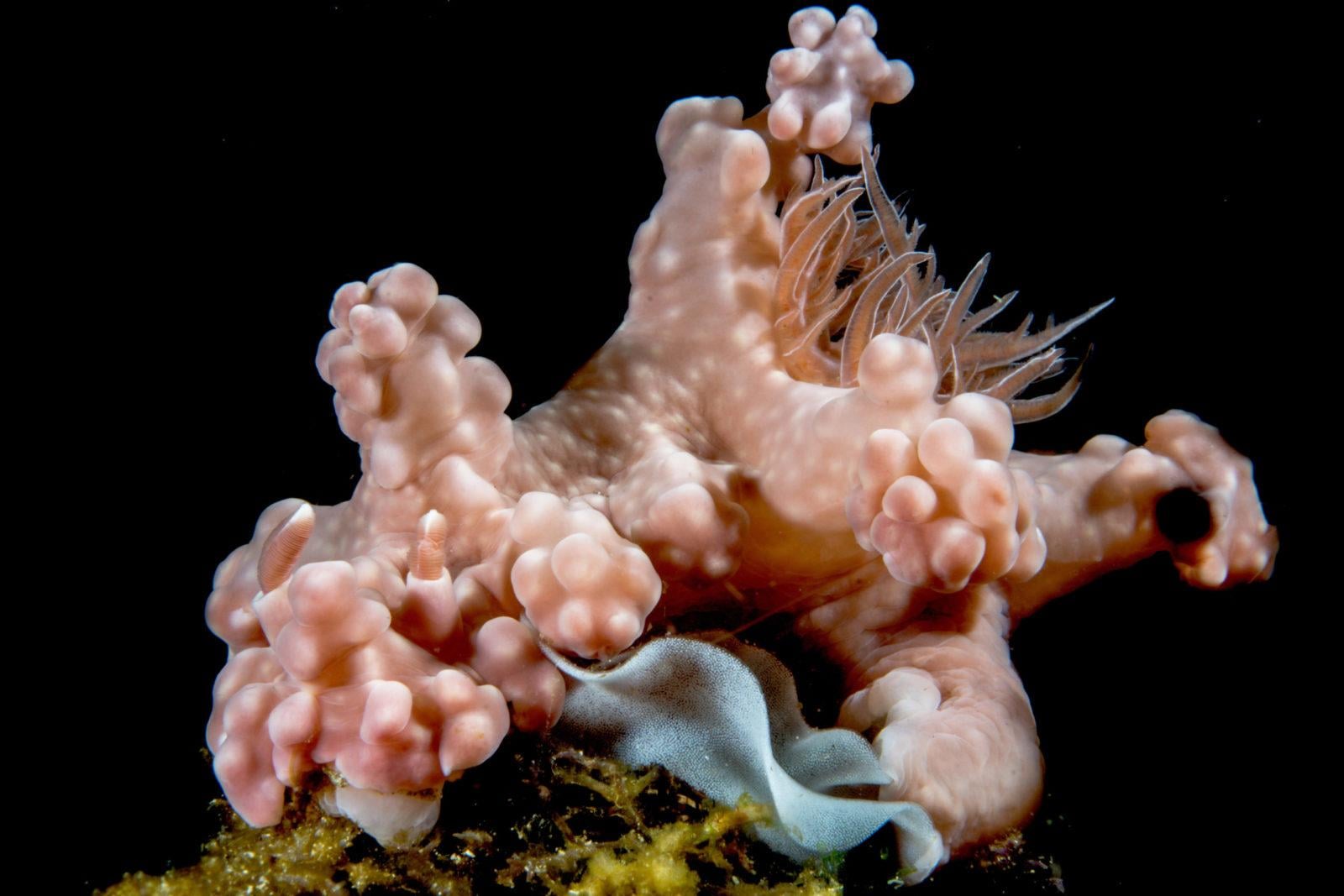 Miamira on eggs