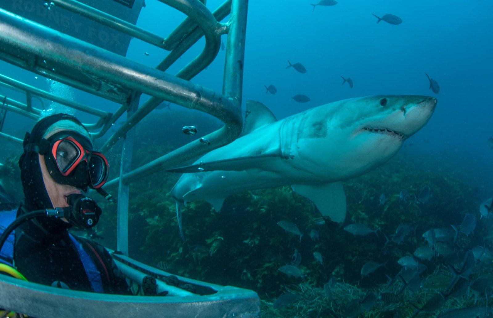 Ocean floor cage diving view