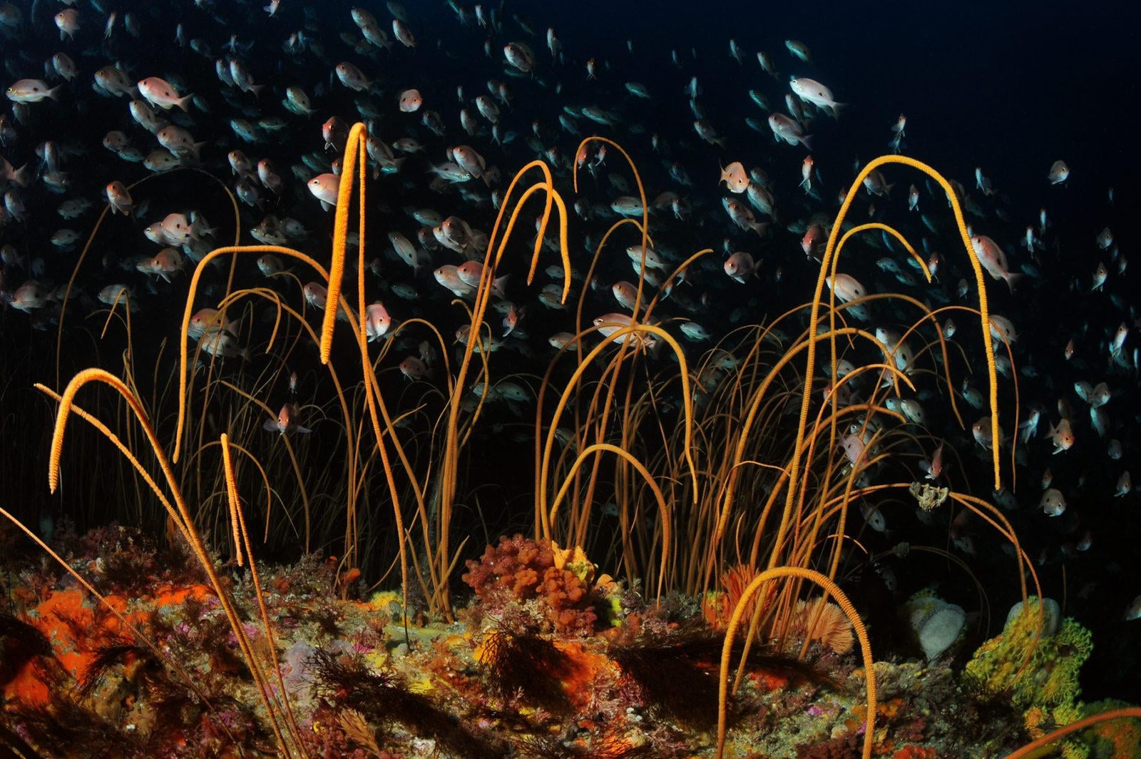 A Guide to Some of Australia's Best Dive Sites