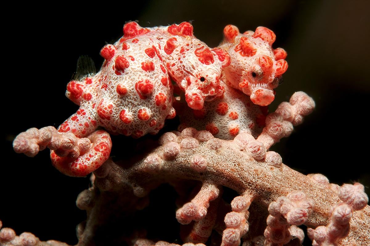 Pigmy-seahorse
