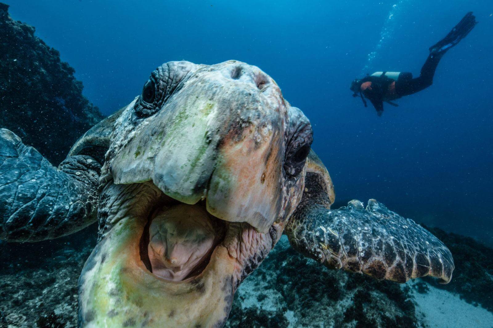 Winter diving at Julian Rocks in Byron Bay