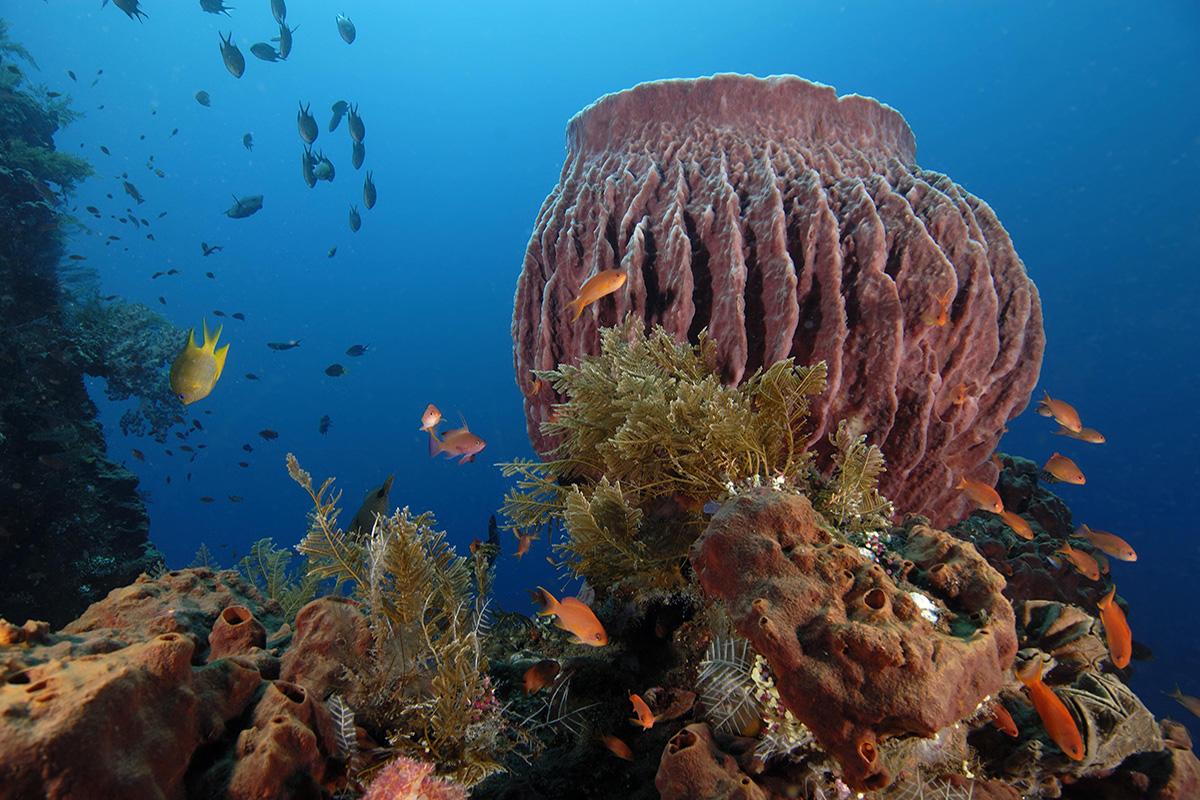 4 Breathtaking Fam Islands Dive Sites 3 Batu Rufas coral