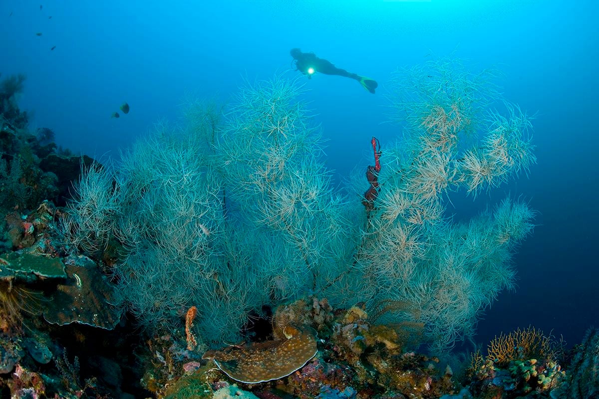Coral and a Scuba Diver