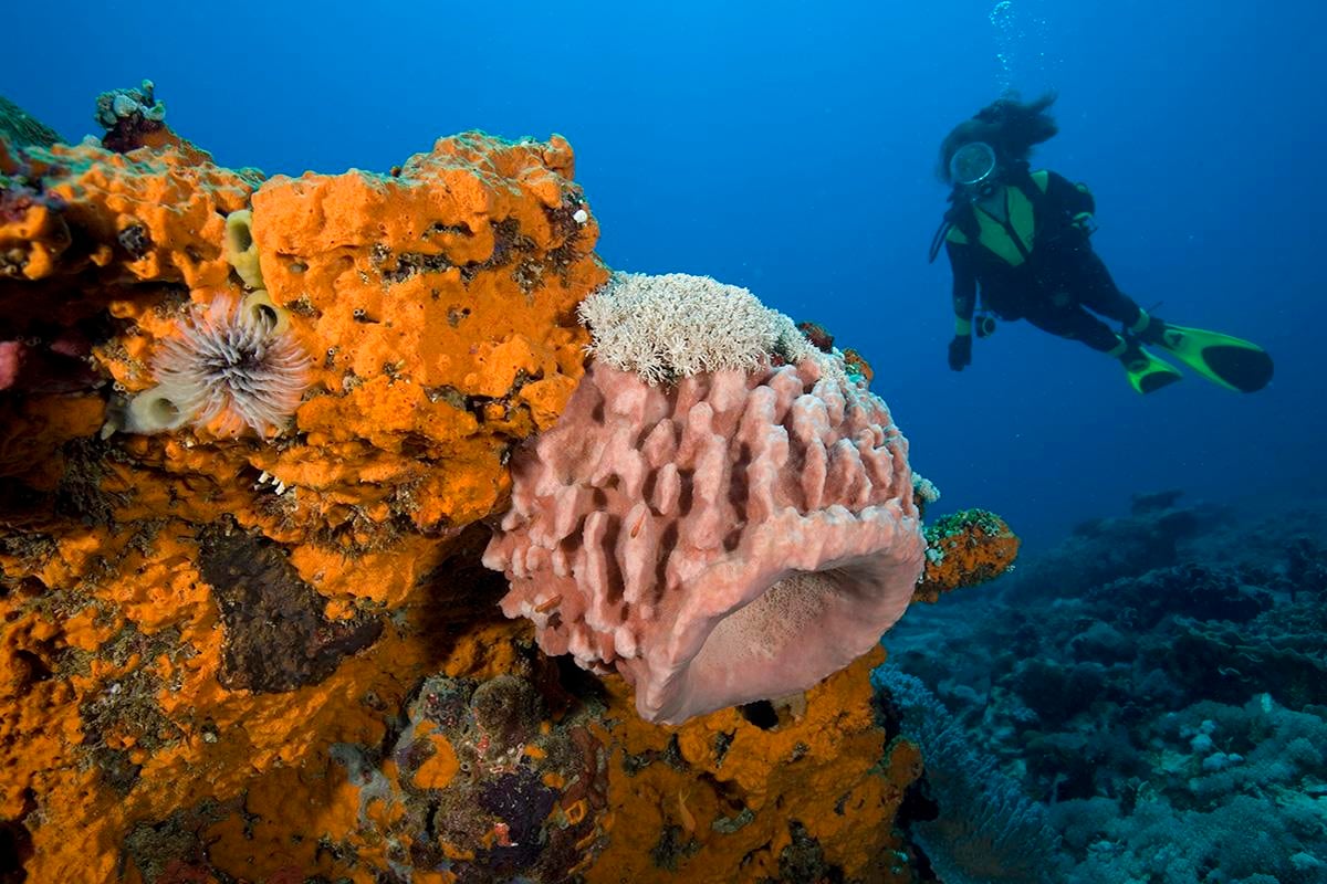 7 Great tips for Responsible Diving