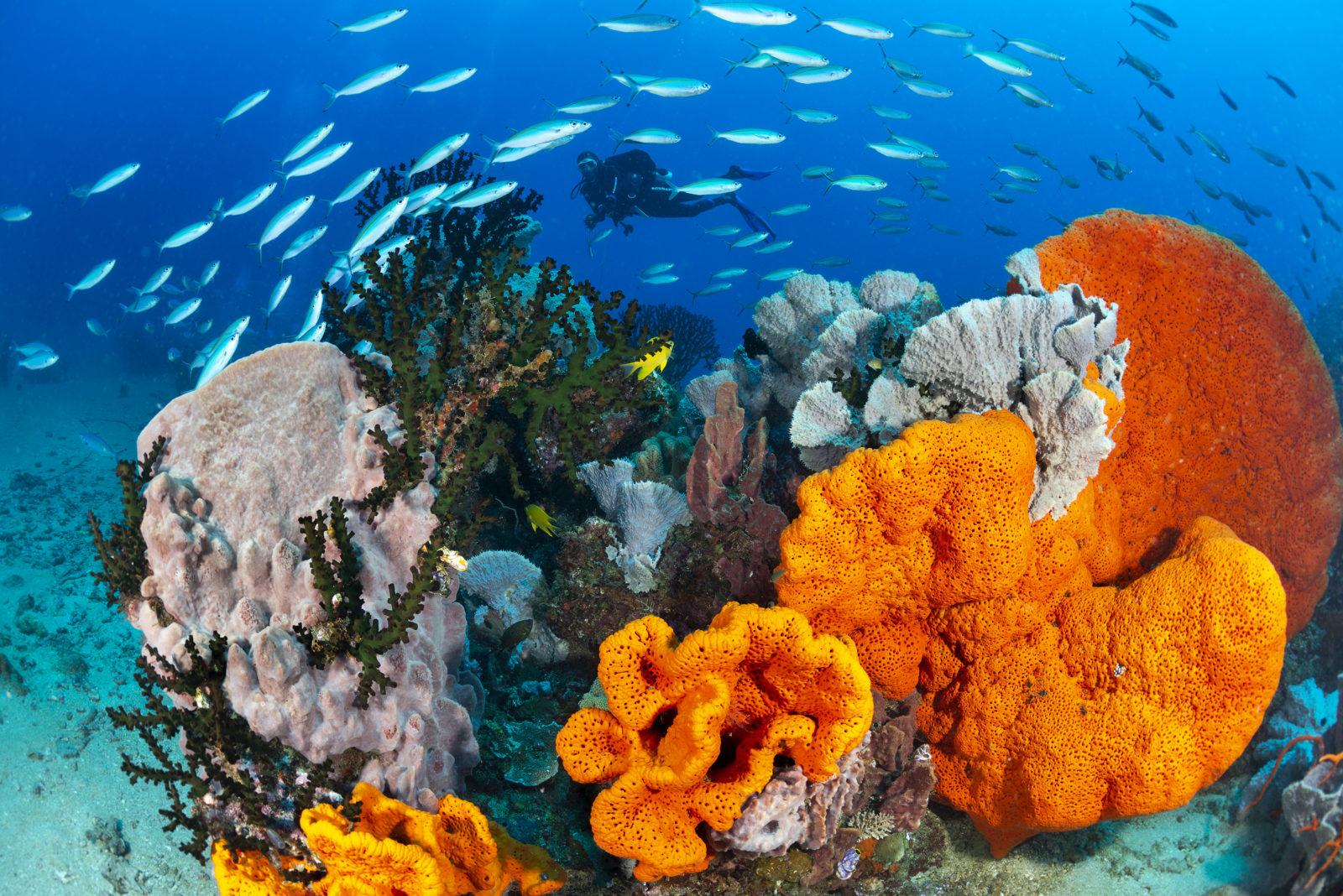 Best Dive Sites of Papua New Guinea 5 Ann Sophies Reef by Gary Bell at Walindi Resort