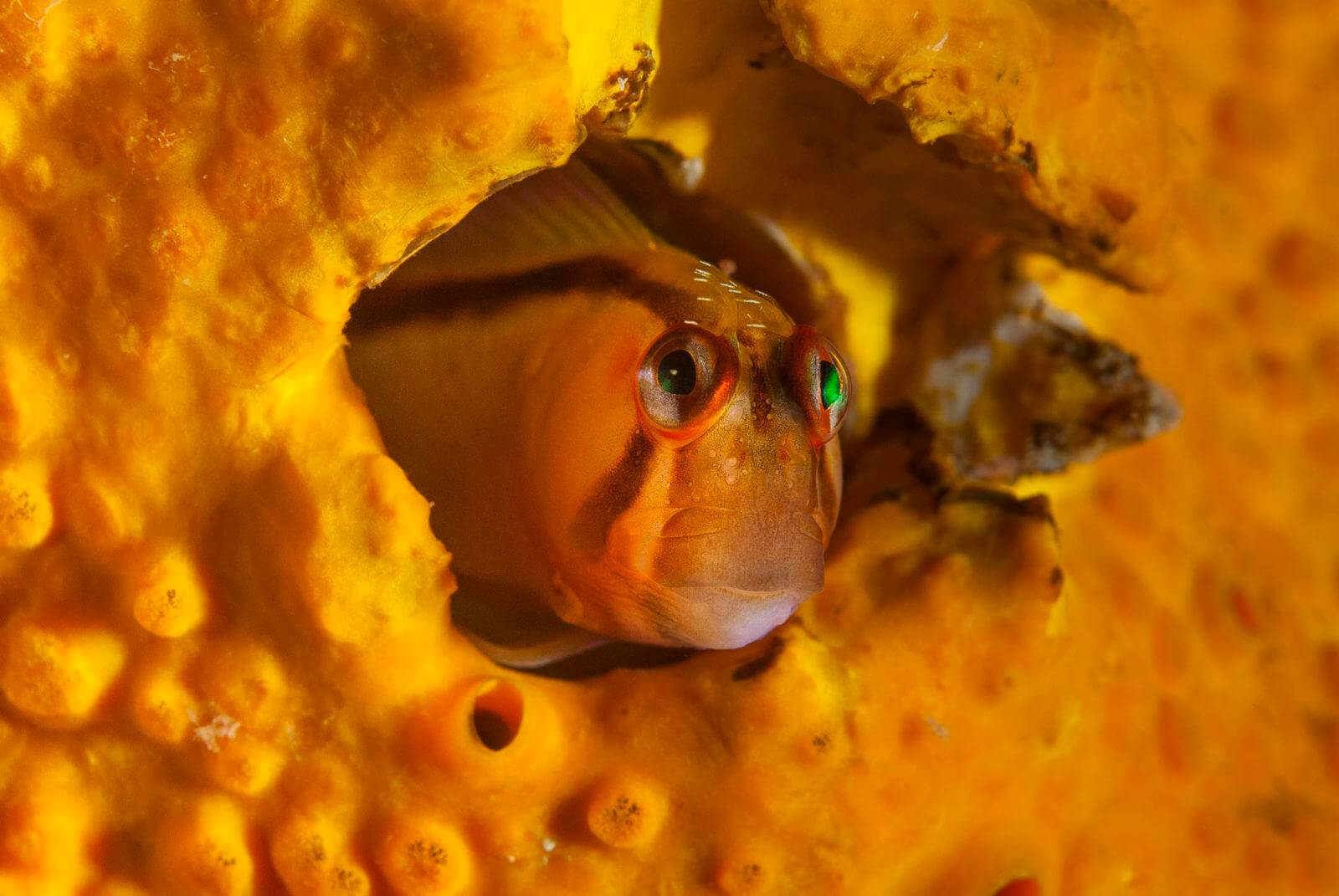 Blenny in a Sponge at Mokohinau Islands by Alex Stammers