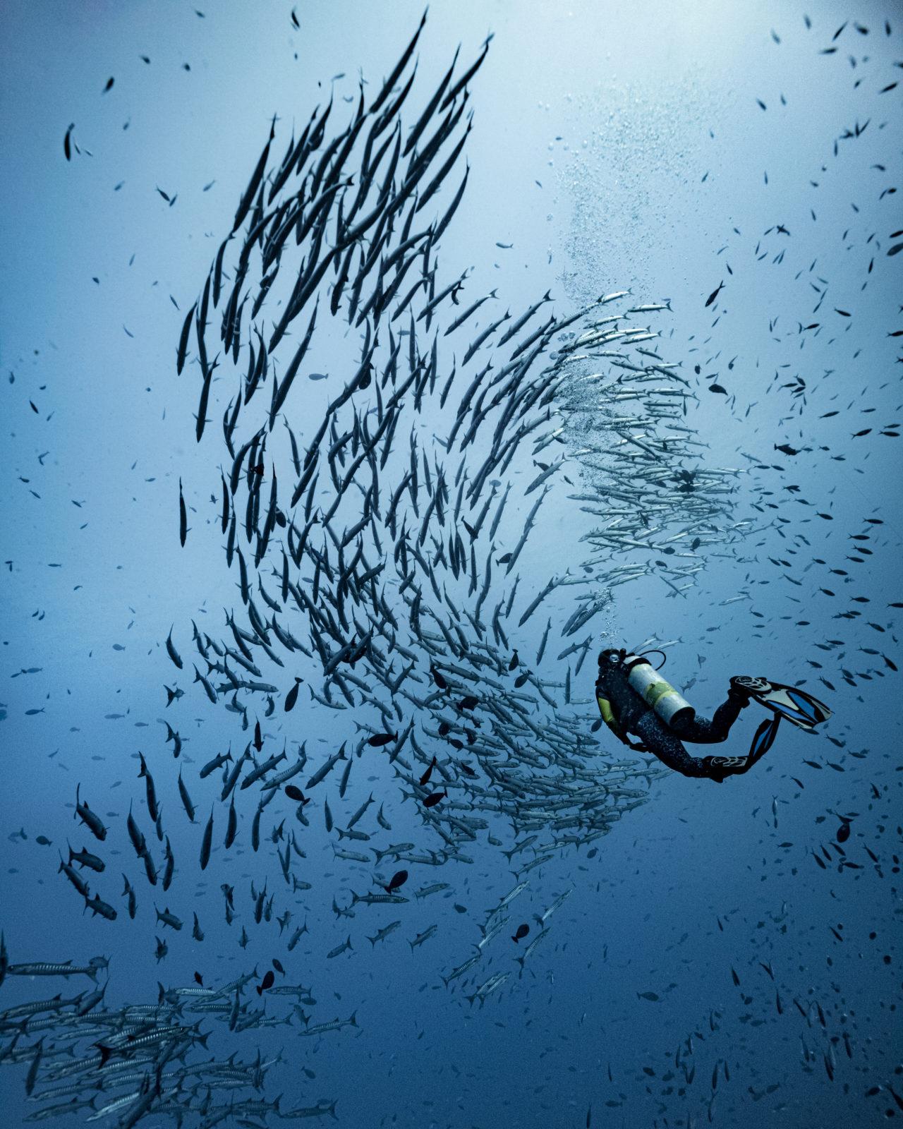 Best Dive Sites of Papua New Guinea 4 Bradford Shoals by Darren Jew