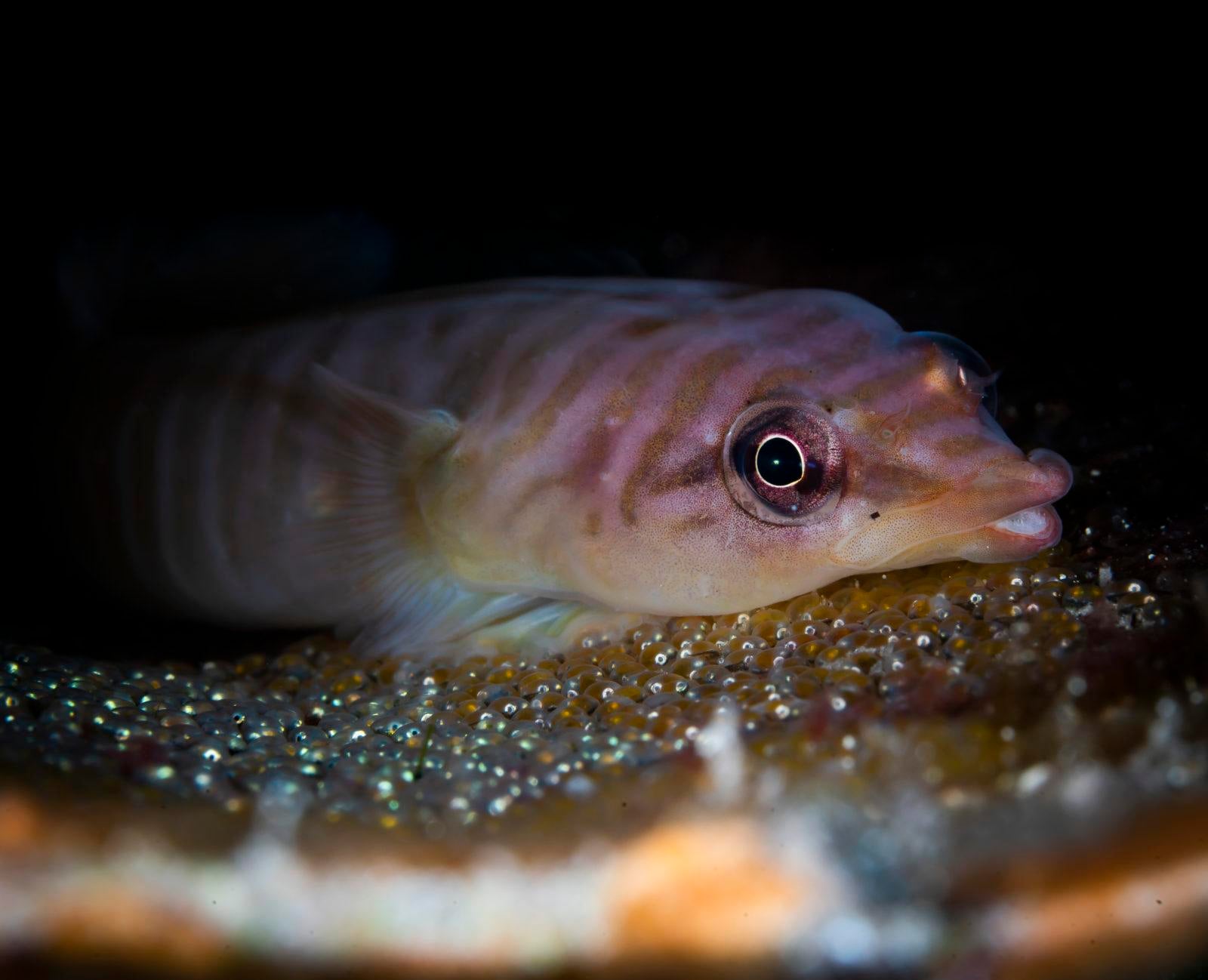 Stunning Scuba Diving in South Australia 10 Clingfish