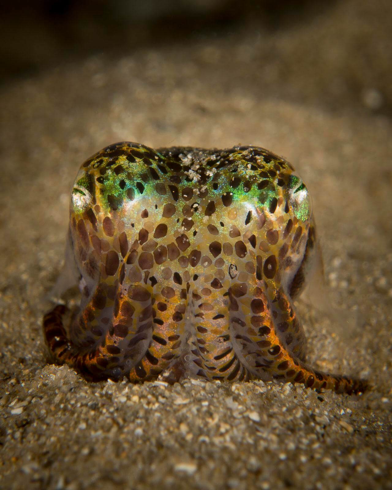 Stunning Scuba Diving in South Australia 5 Dumpling Squid