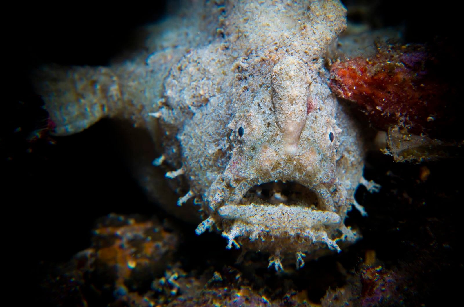Stunning Scuba Diving in South Australia 2 Frogfish
