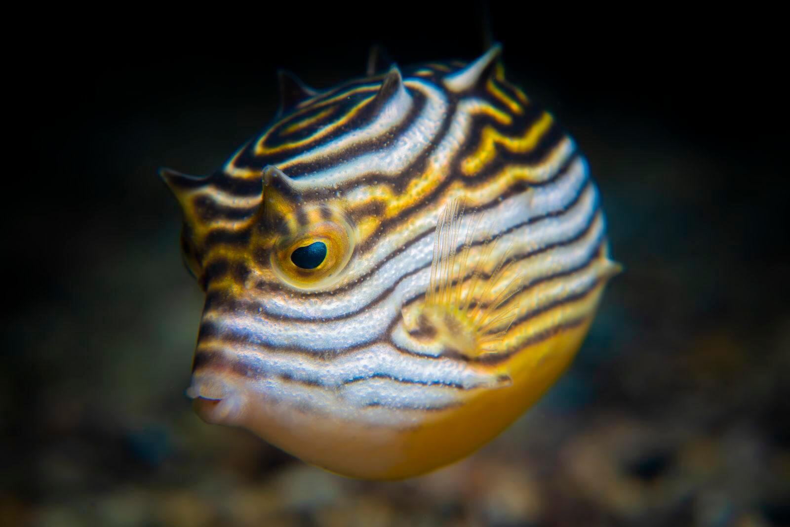 Stunning Scuba Diving in South Australia 11 Juv Cowfish