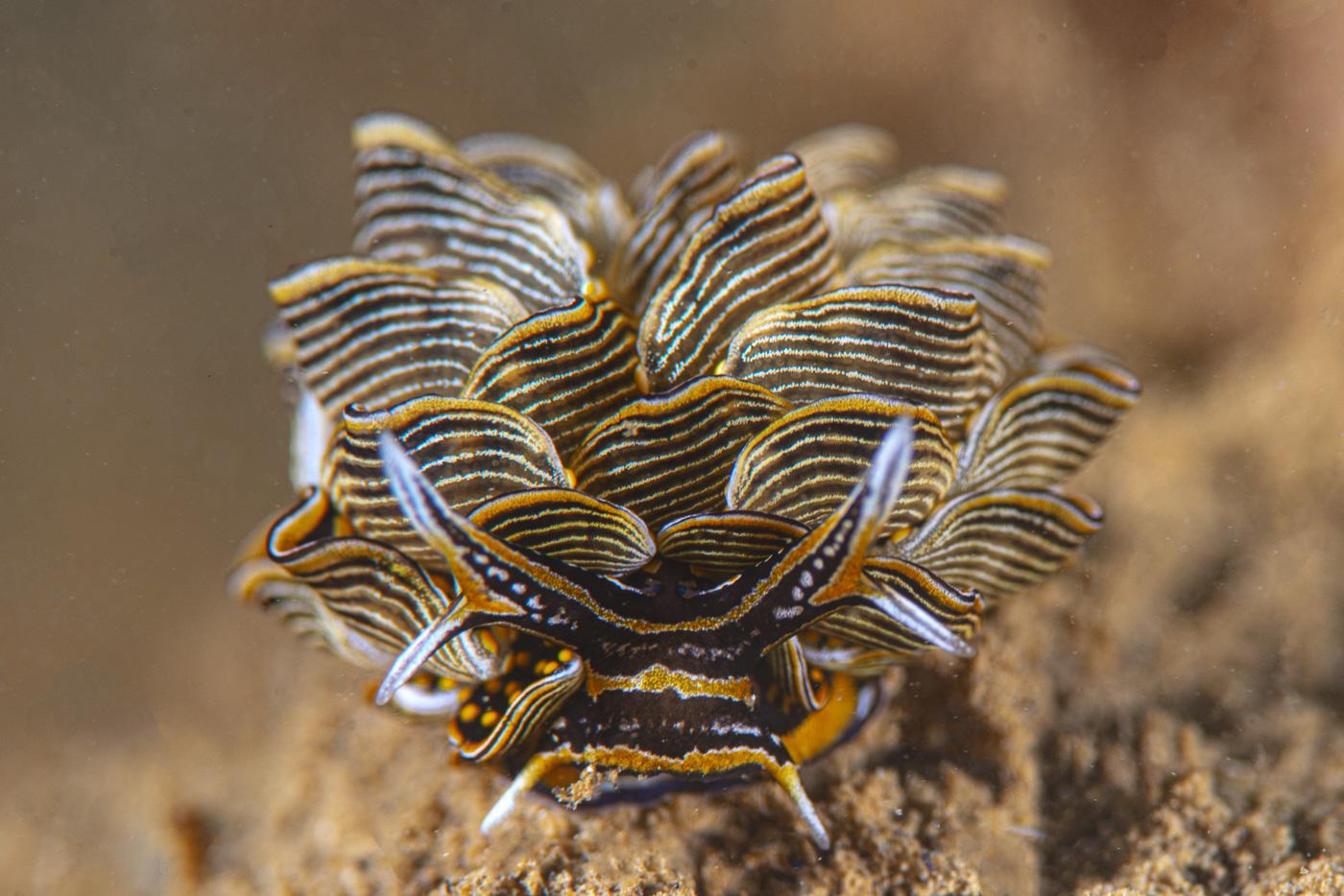 Best Dive Sites of Papua New Guinea 10 Best Dive Sites of Papua New Guinea