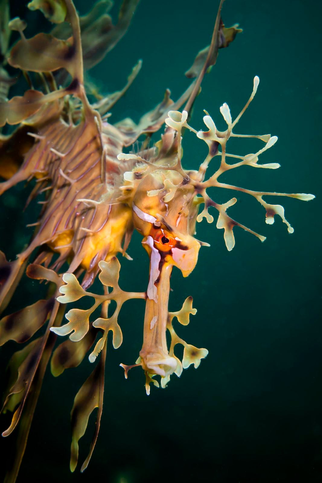 Stunning Scuba Diving in South Australia 3 LeafyProfile
