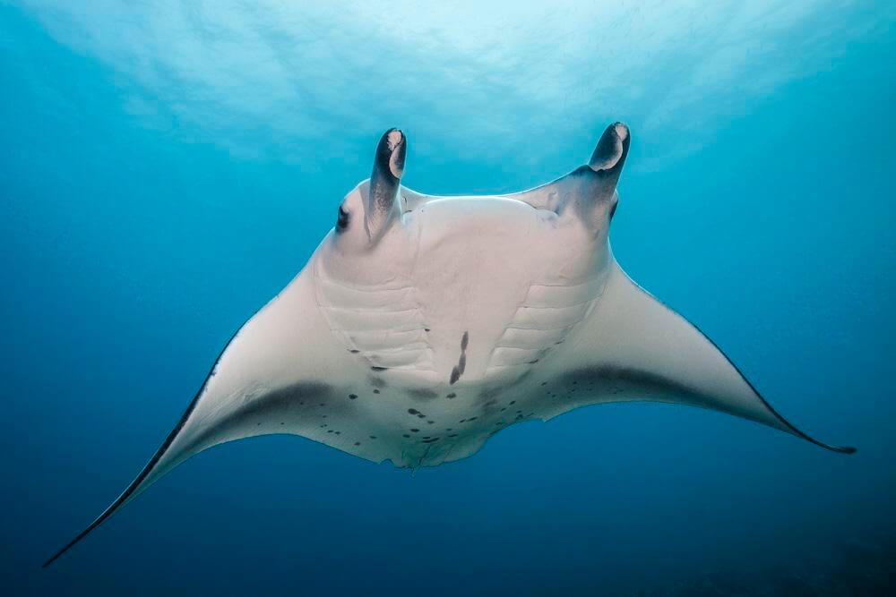 Best Dive Sites of Papua New Guinea 13 Manta Ray with a white colour around the neck on the top of it’s back, with a wingspan of at least 3m from tip to tip