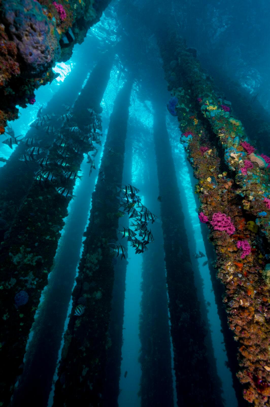 Stunning Scuba Diving in South Australia 8 Pylons at Rapid