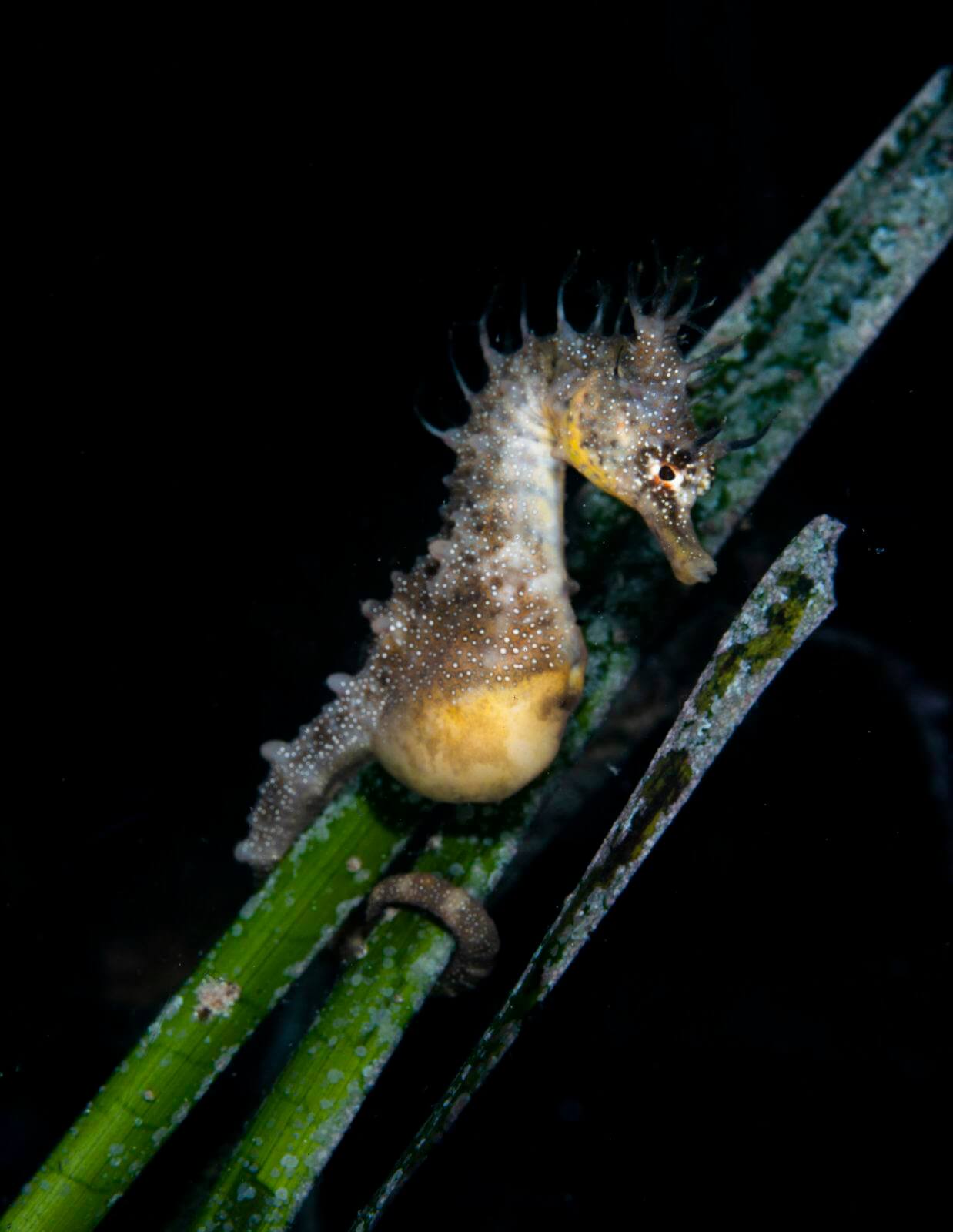 Stunning Scuba Diving in South Australia 9 Short HeadSeahorse