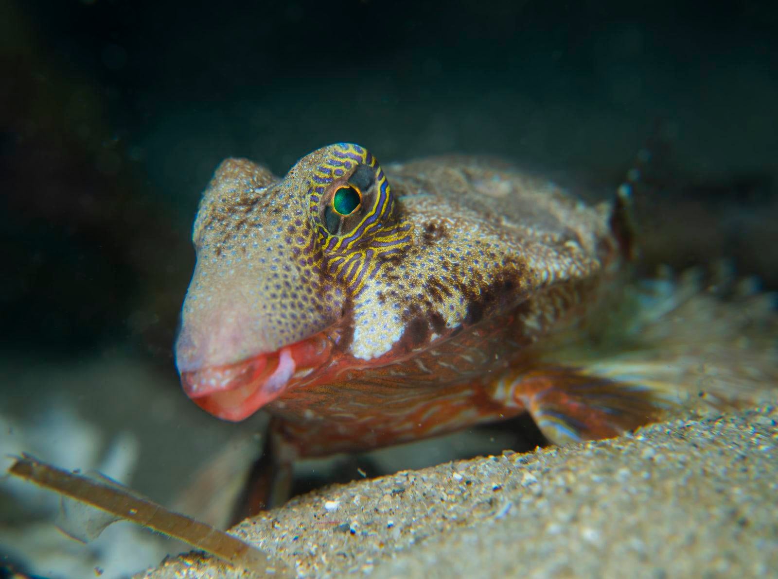 Stunning Scuba Diving in South Australia 1 Stinkfish