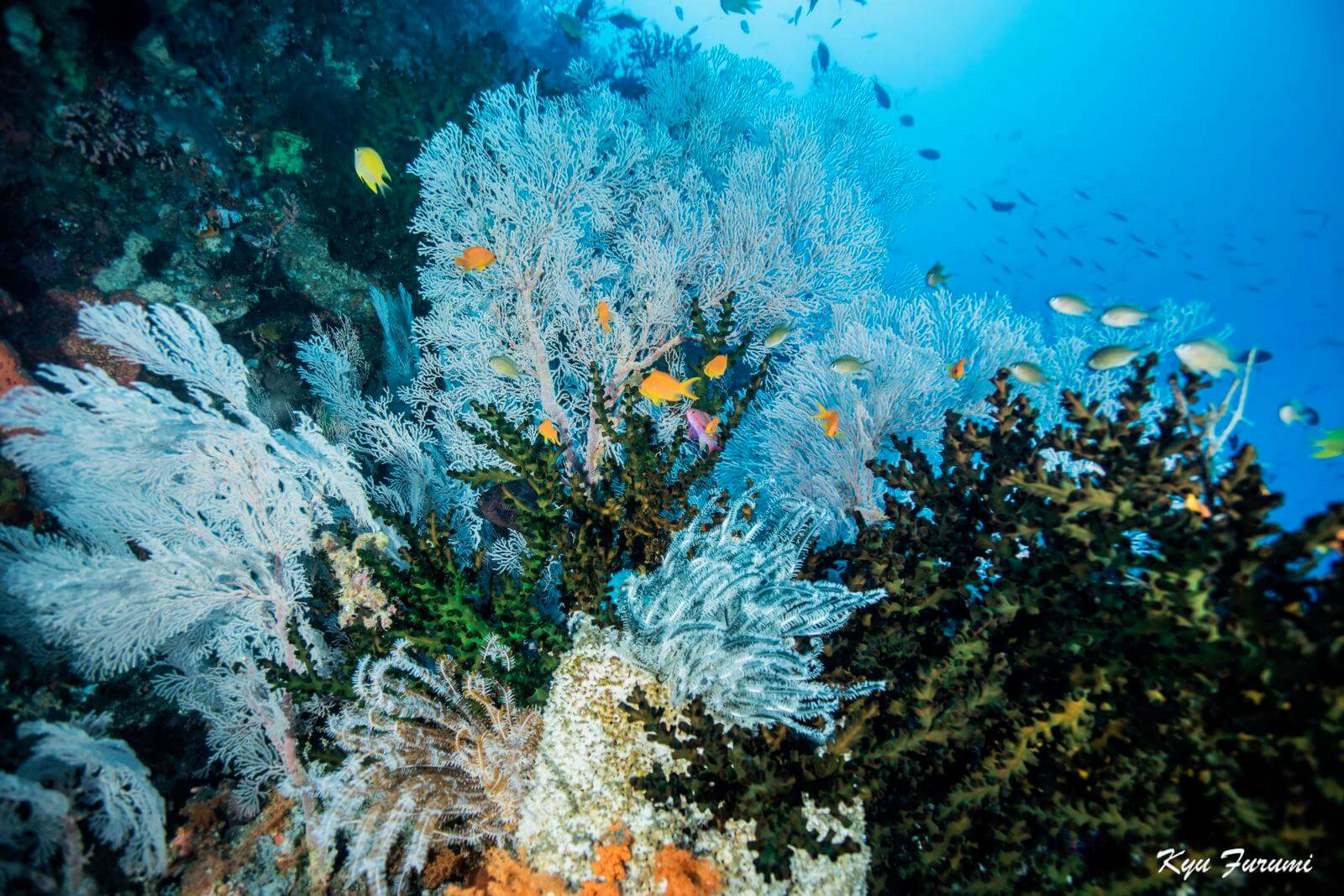Best Dive Sites of Papua New Guinea 7 The enchanting Magic Passage