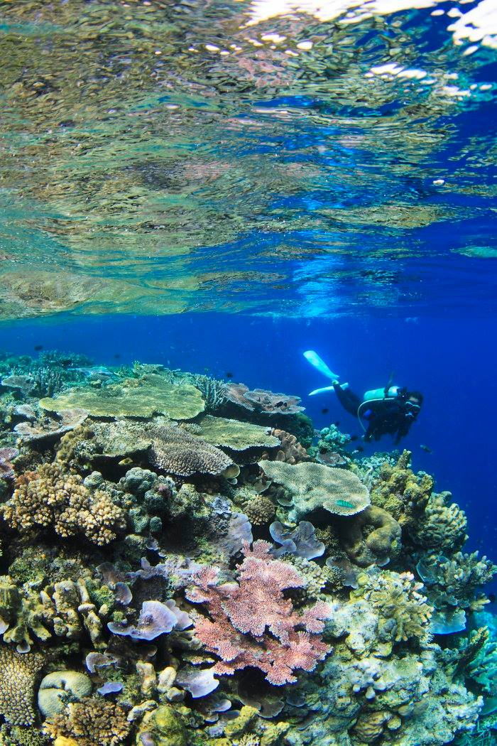 Best Dive Sites of Papua New Guinea 11 Coral Garden Yuka
