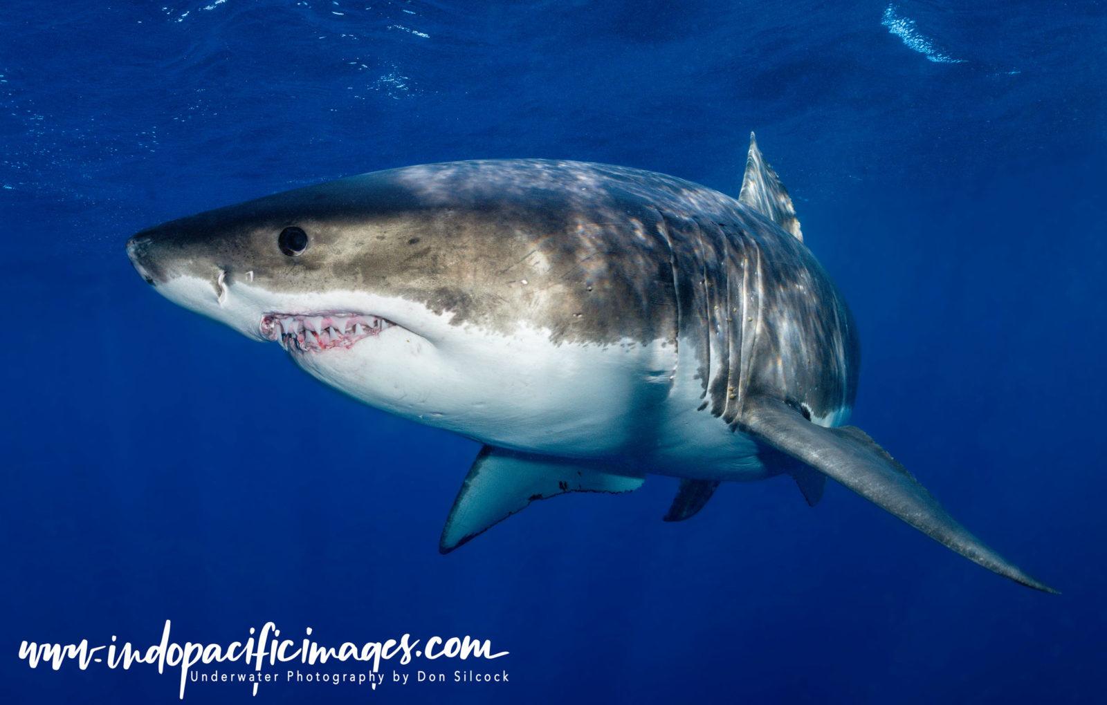 Addictive Big Animal Diving with Don Silcock 2 Australia, Great White Shark